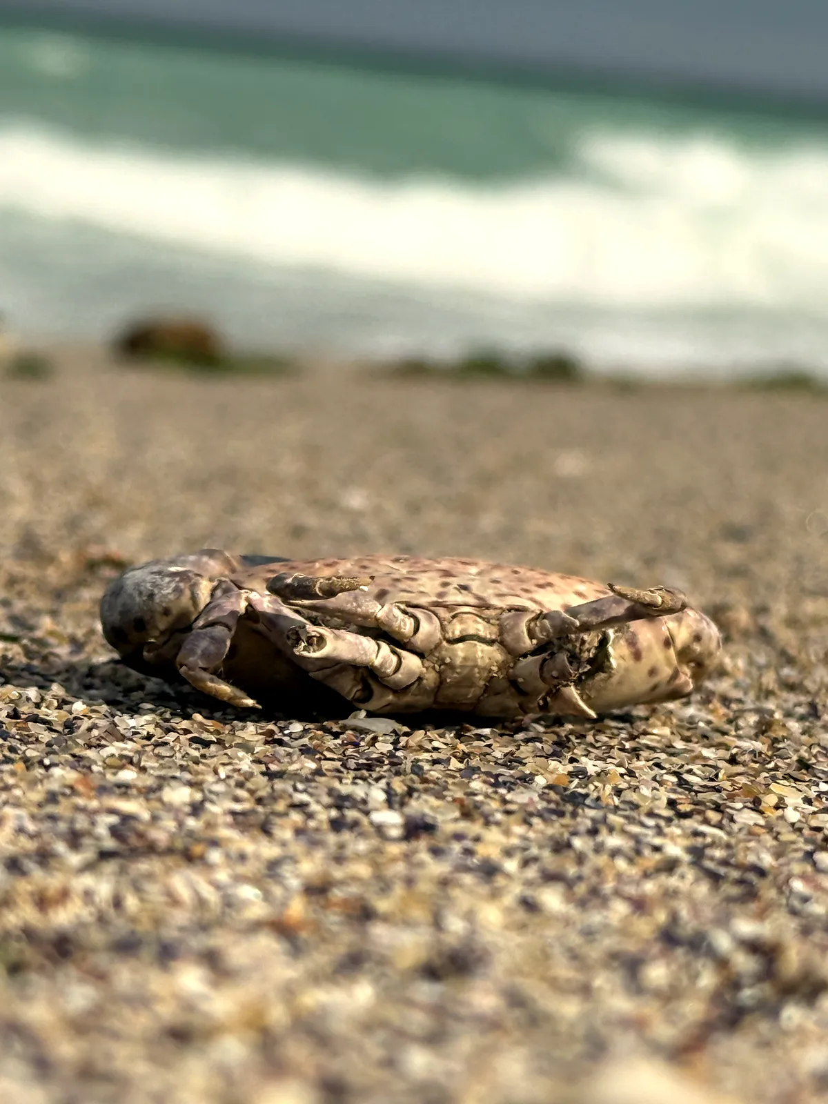 A Day Trip to Constanța: Sea, Dolphins, and History