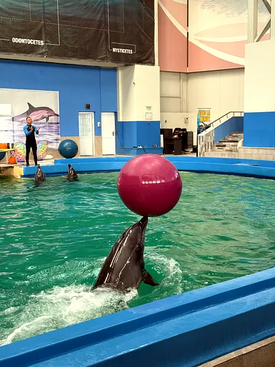 Dolphinarium Magic: Children’s Joy on a Late Autumn Day