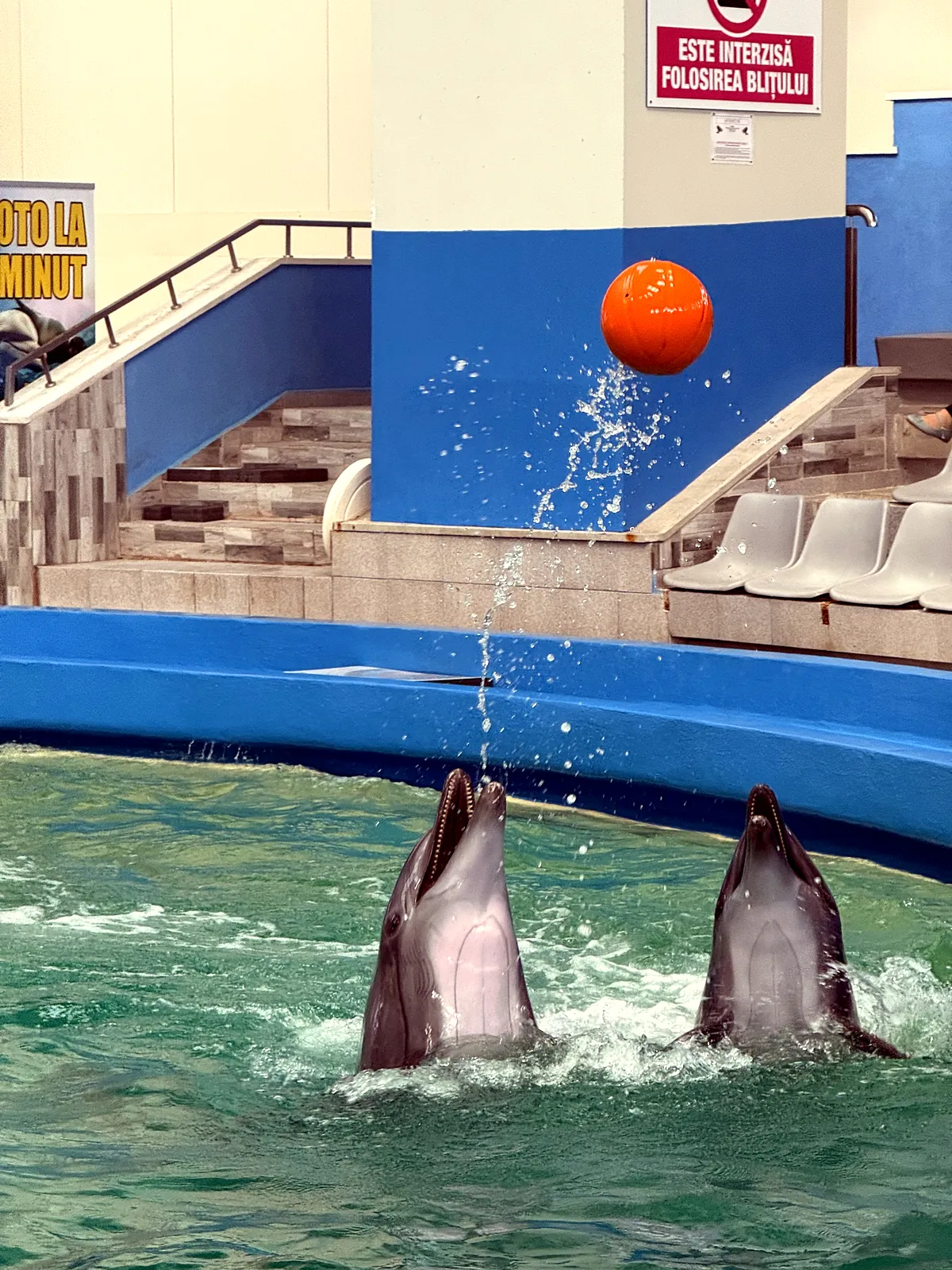 Spectacol la Delfinariu: Bucuria Copiilor într-o Zi de Toamnă Târzie