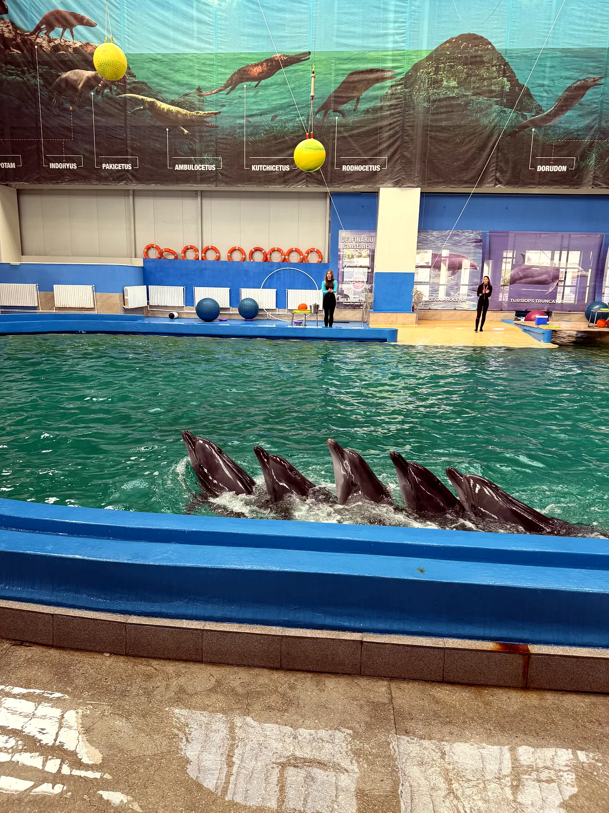 Spectacol la Delfinariu: Bucuria Copiilor într-o Zi de Toamnă Târzie