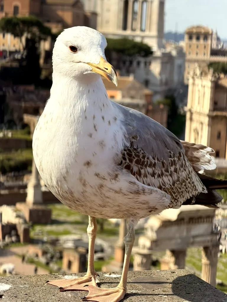 Dealul Palatin: Pescărușul Curios și Panorama Romei